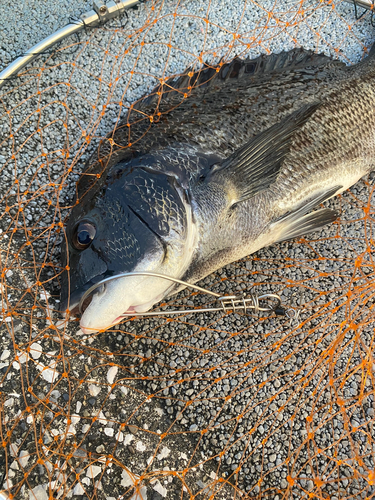 クロダイの釣果