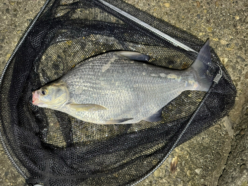 ダントウボウの釣果