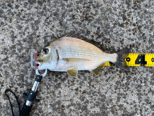 ヘダイの釣果