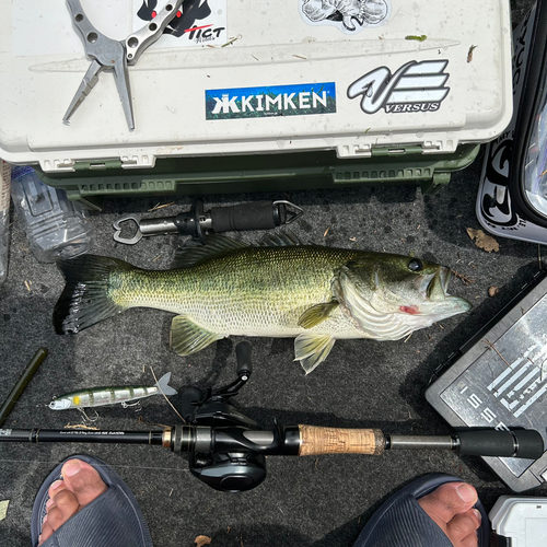 ブラックバスの釣果