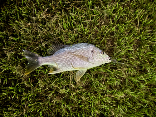 キビレの釣果