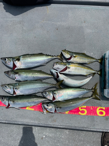 サバの釣果