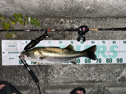 シーバスの釣果