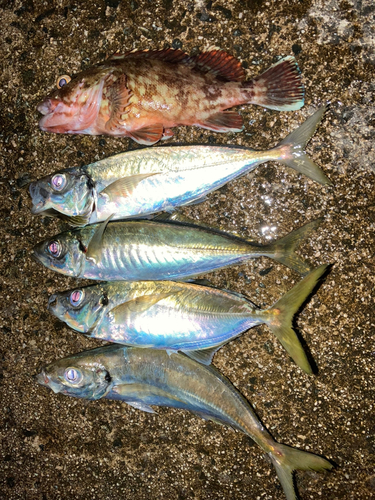 アジの釣果