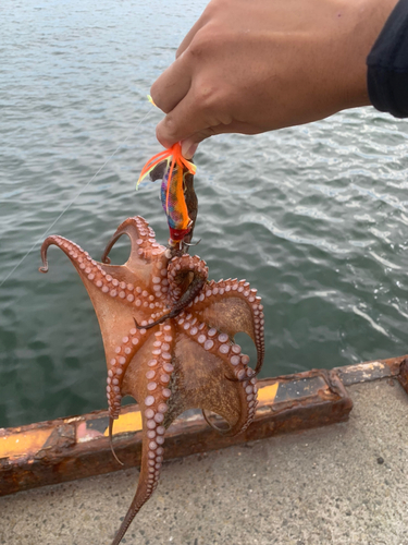 タコの釣果