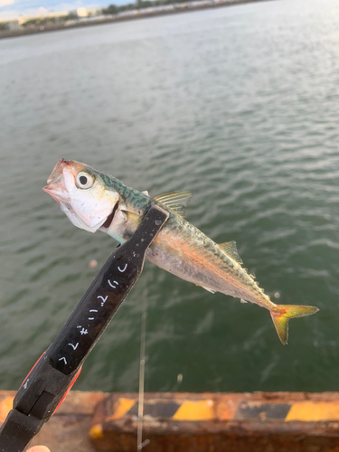 サバの釣果