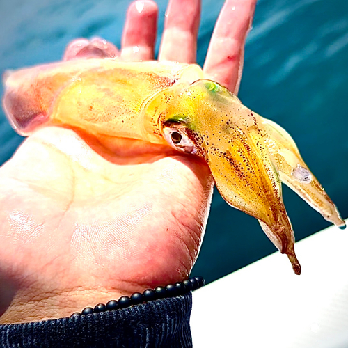 マルイカの釣果