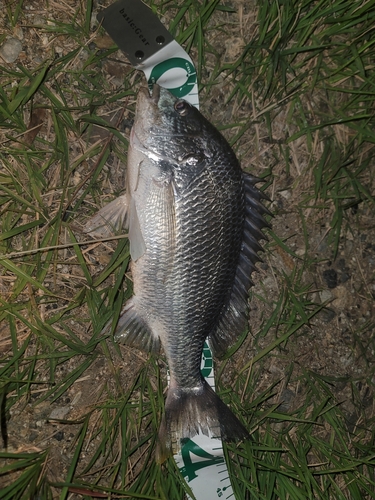 キビレの釣果