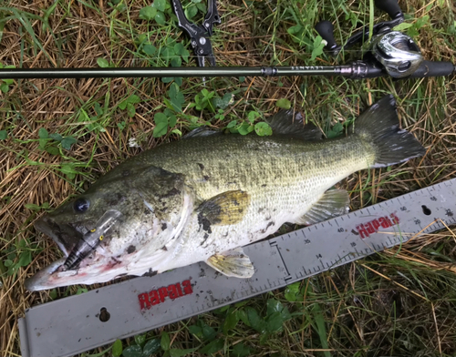 ラージマウスバスの釣果