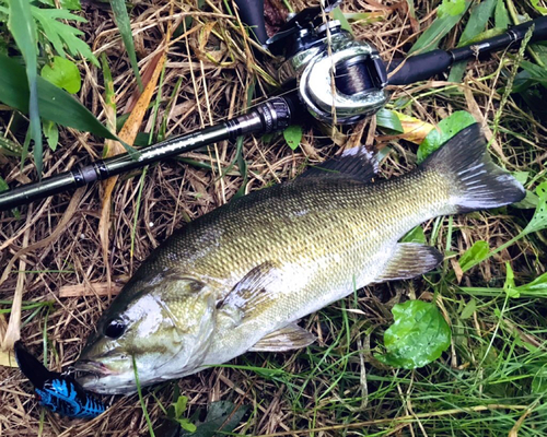 スモールマウスバスの釣果