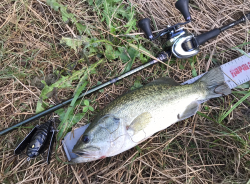 ラージマウスバスの釣果