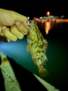 タケノコメバルの釣果