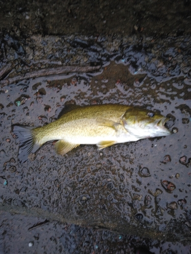 スモールマウスバスの釣果