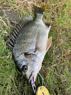 キビレの釣果