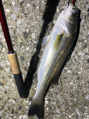 シーバスの釣果