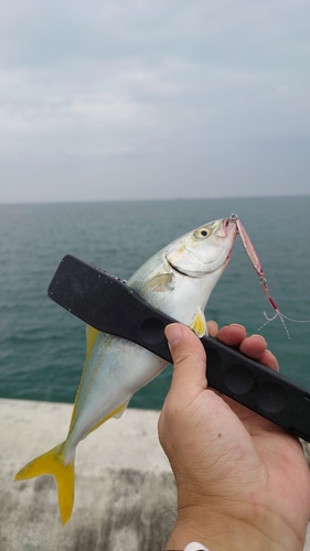 ツバスの釣果