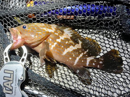 アコウの釣果