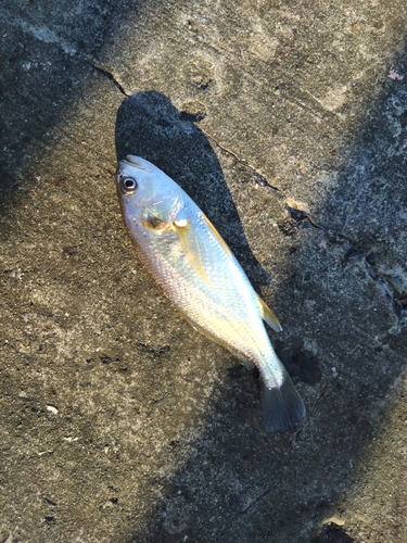 イシモチの釣果