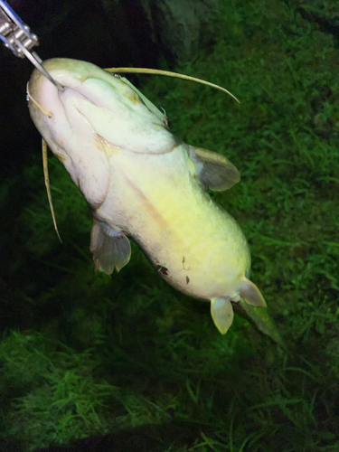 マナマズの釣果