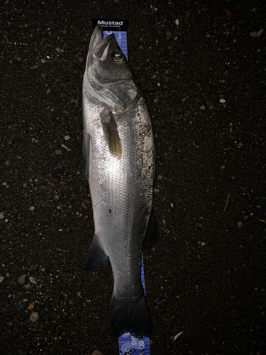 ヒラスズキの釣果