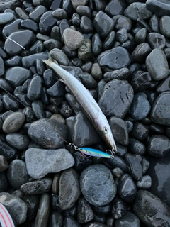 カマスの釣果