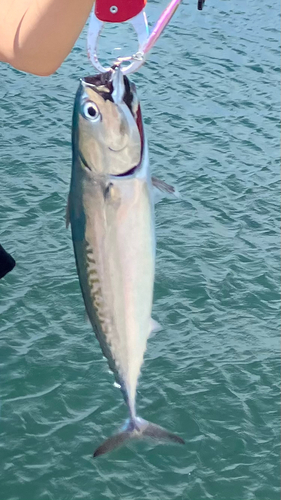 ソウダガツオの釣果