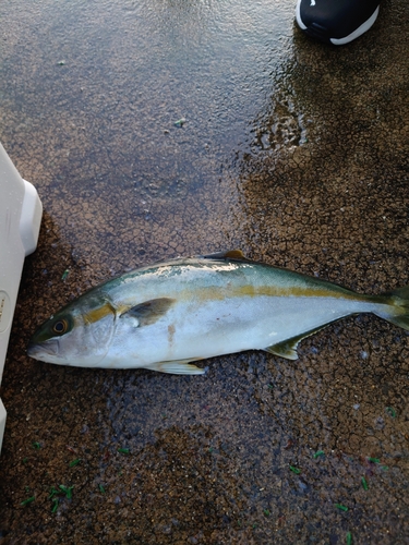 ヒラマサの釣果