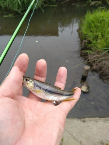 カワムツの釣果