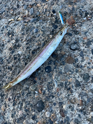 カマスの釣果