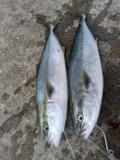 イナダの釣果