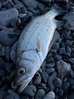 ヒラスズキの釣果