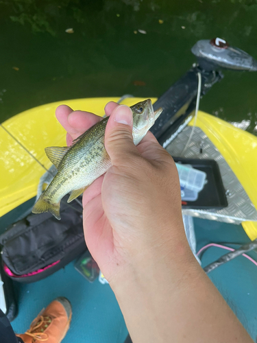 ラージマウスバスの釣果