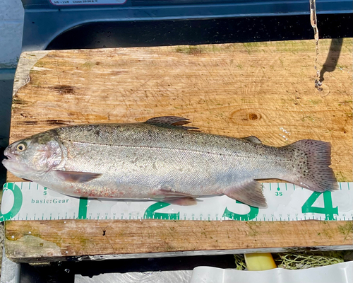 トラウトの釣果