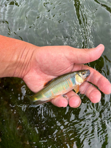 オイカワの釣果