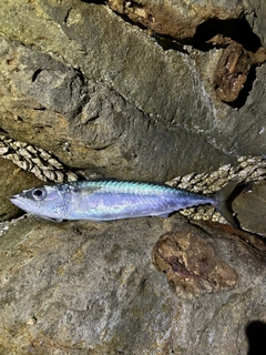 サバの釣果