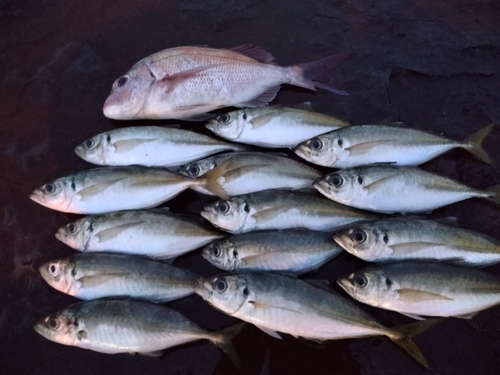 アジの釣果