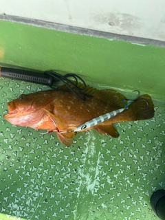 アコウの釣果