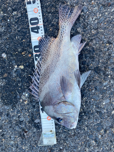 コショウダイの釣果