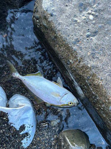 ショゴの釣果