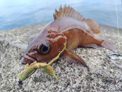 エゾメバルの釣果