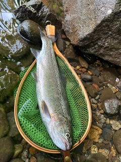 ニジマスの釣果