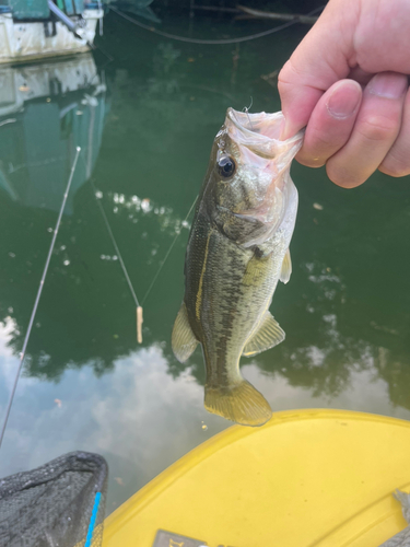 ラージマウスバスの釣果