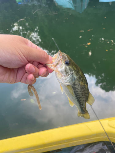 ラージマウスバスの釣果