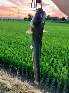 ナマズの釣果