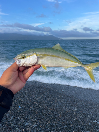 ワカシの釣果