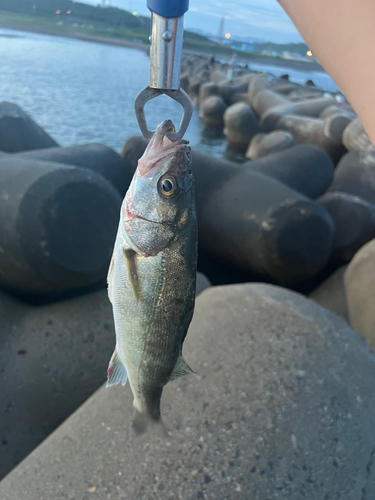 セイゴ（マルスズキ）の釣果