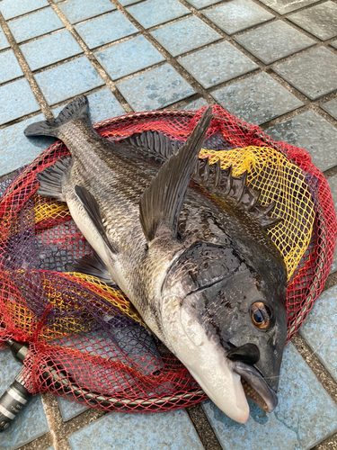 クロダイの釣果