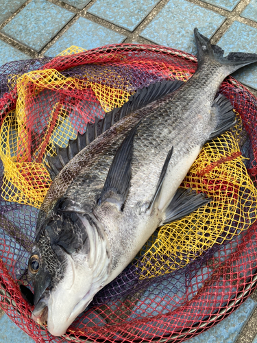 クロダイの釣果