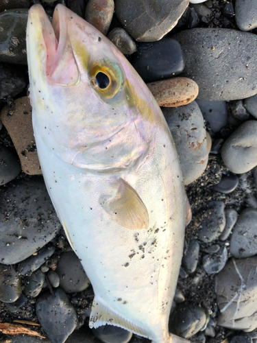 ショゴの釣果