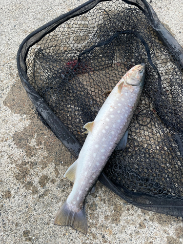 アメマスの釣果